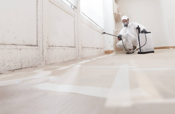 24/7 Emergency Attic Mold Remediation experts in Caledonia, MI