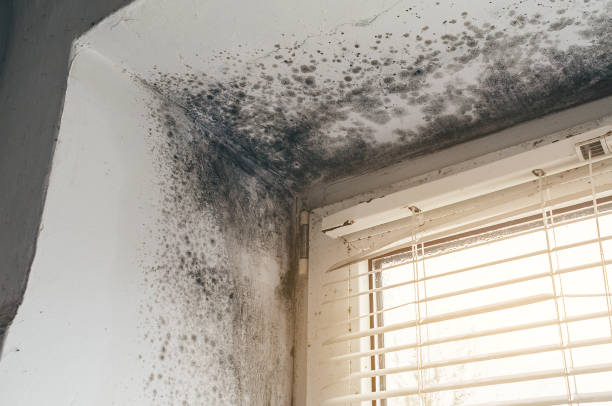 Affordable Attic Mold Remediation solutions in Caledonia, MI